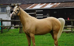 Arabian horse horses for sale: Superb Part Bred Arab  - Image 2