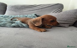Miniature Dachshund dogs for sale: Sausage-shaped bundles of joy ❤️🌭 - Image 5