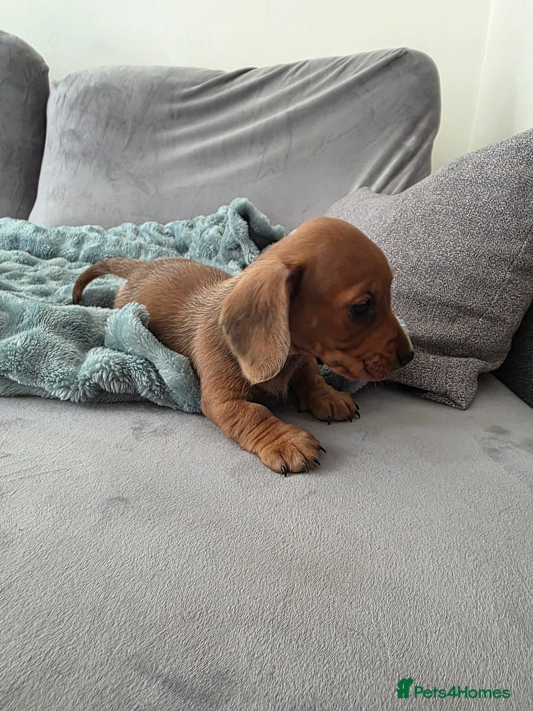 Miniature Dachshund dogs for sale: Sausage-shaped bundles of joy ❤️🌭 - Image 5