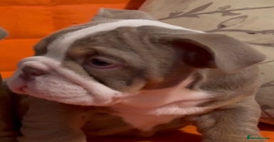 English Bulldog dogs - Advert 5