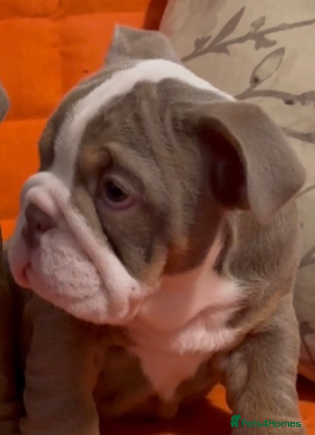 English Bulldog dogs for sale: English bulldogs pup - Image 4