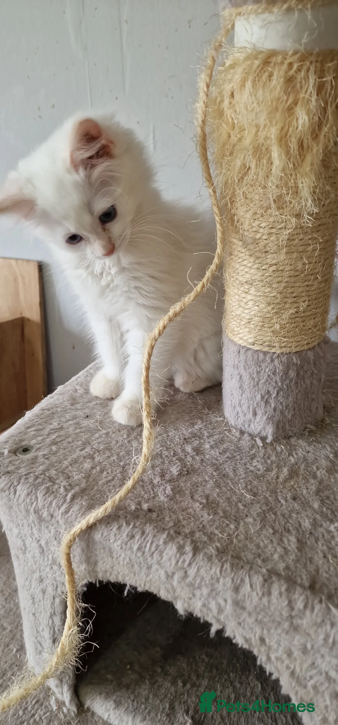Ragdoll cats for sale: Beautiful pure Ragdool ready for loving home  - Advert 2
