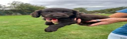 Cocker Spaniel dogs for sale: BEAUTIFUL COCKER SPANIEL PUPS FOR SALE - Advert 6