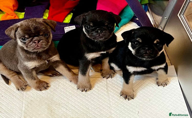 Pug dogs - Advert 11