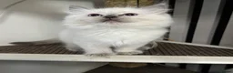 Ragdoll cats for sale: GCCF Blue point Ragdolls  - Advert 6