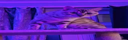 Bengal cats for stud:  Beautiful Snow Bengal called Snow - Advert 9