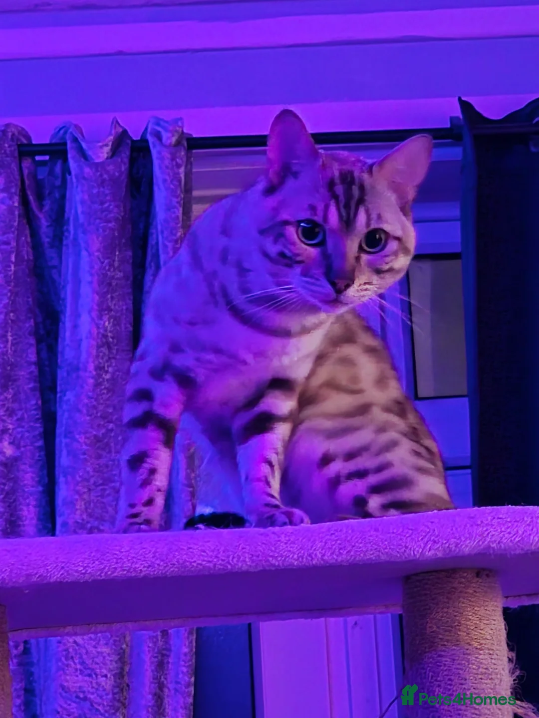 Bengal cats for stud:  Beautiful Snow Bengal called Snow - Advert 9