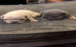 French Bulldog dogs for sale: French Bulldog Puppies - Image 3