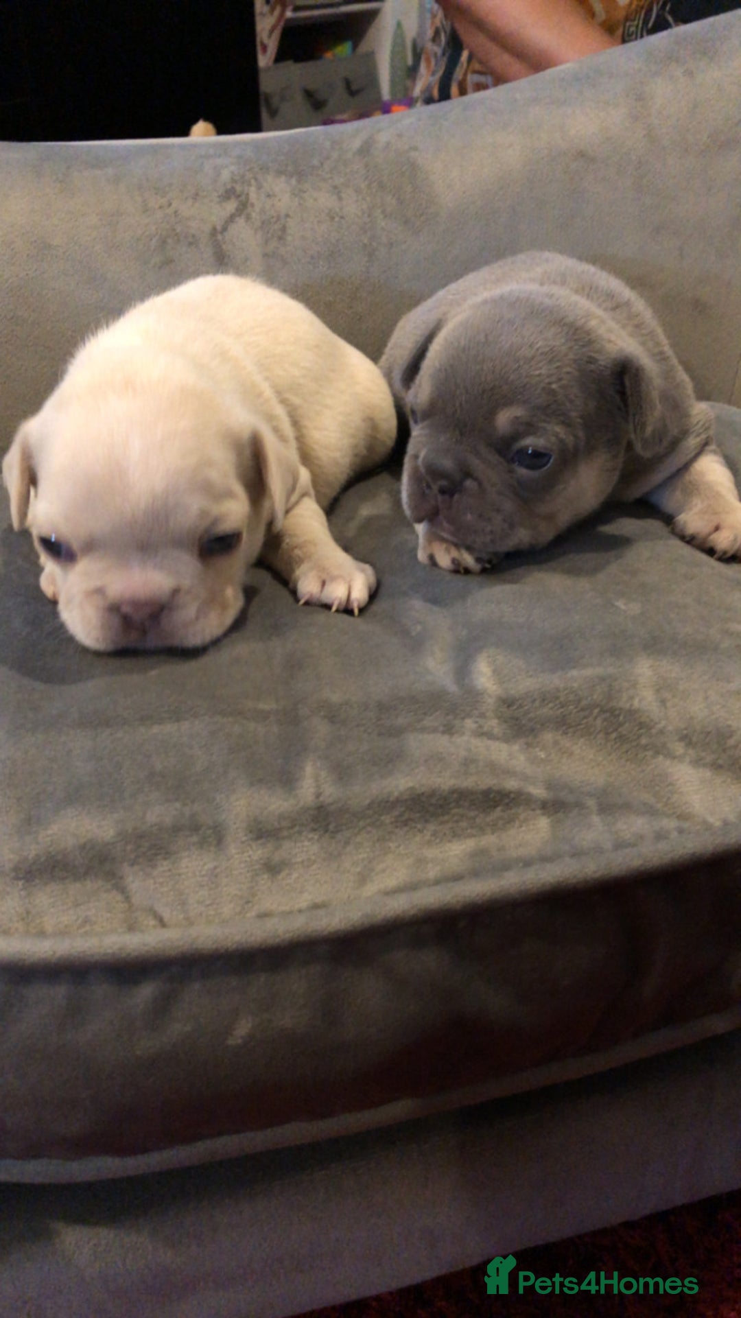 French Bulldog dogs for sale: French Bulldog Puppies - Image 3