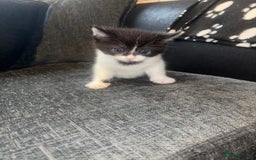 Mixed Breed cats for sale: Kittens for sale  - Image 4