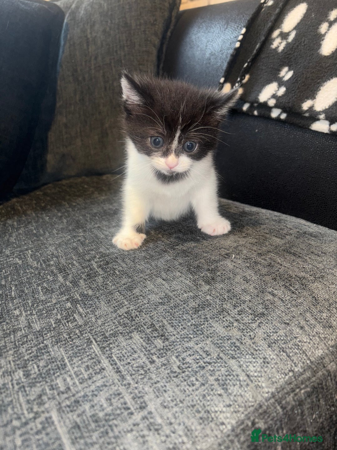 Mixed Breed cats for sale: Kittens for sale  - Image 4
