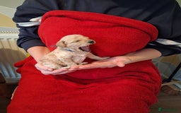 Cockapoo dogs for sale: 5 Cockapoo puppies 3 girls 2 boys  - Image 10