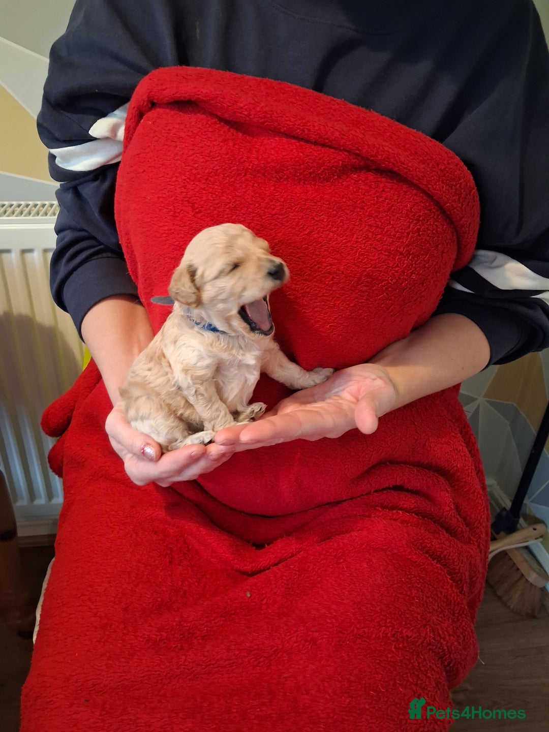 Cockapoo dogs for sale: 5 Cockapoo puppies 3 girls 2 boys  - Image 10