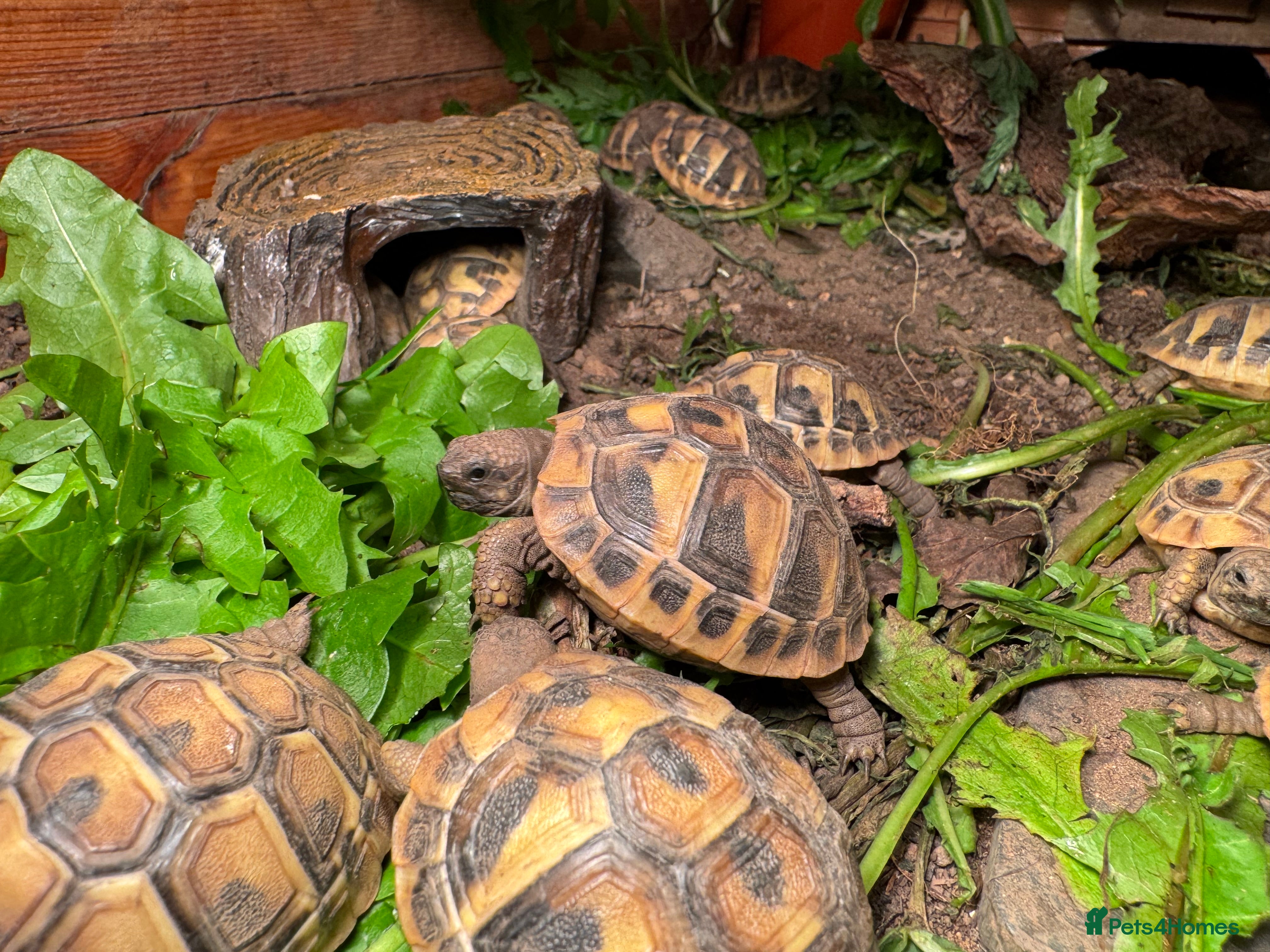 Hermann Tortoise reptiles Baby Hermanns Tortoise Hatchlings - Advert 3