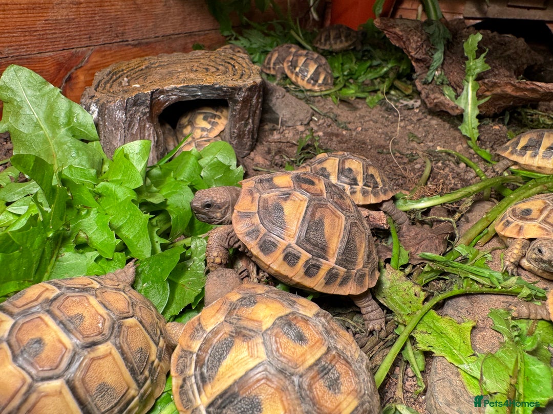 Hermann Tortoise reptiles for sale: Baby Hermanns Tortoise Hatchlings - Advert 1