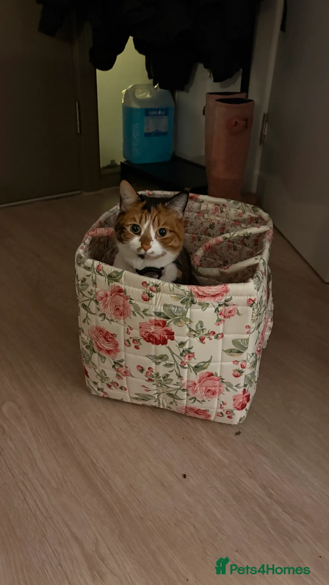 Mixed Breed cats for sale: Mochi Kimchi & Miso - Advert 27