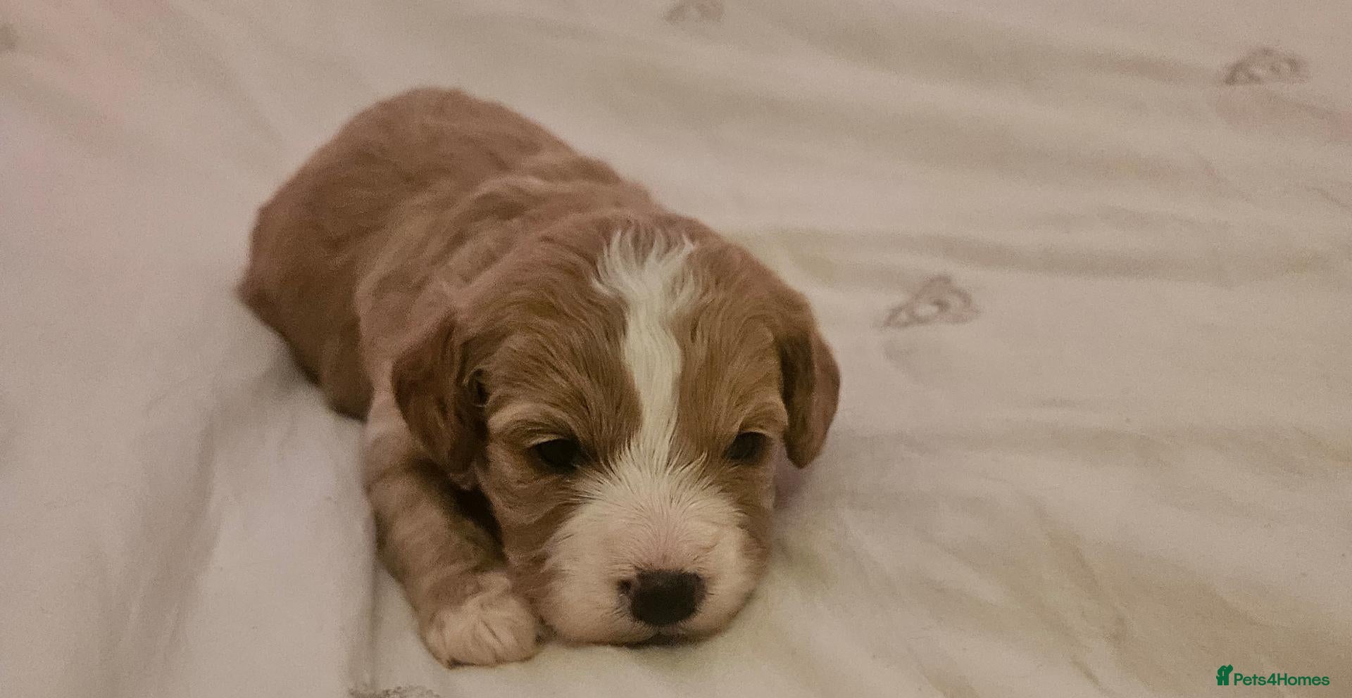 Cavapoo dogs Extensively health tested F1B cavapoo puppies - Advert 11