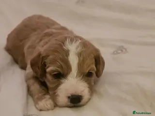 Cavapoo dogs Extensively health tested F1B cavapoo puppies - Advert 3