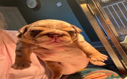 English Bulldog dogs for sale: English bulldog puppies - Image 10