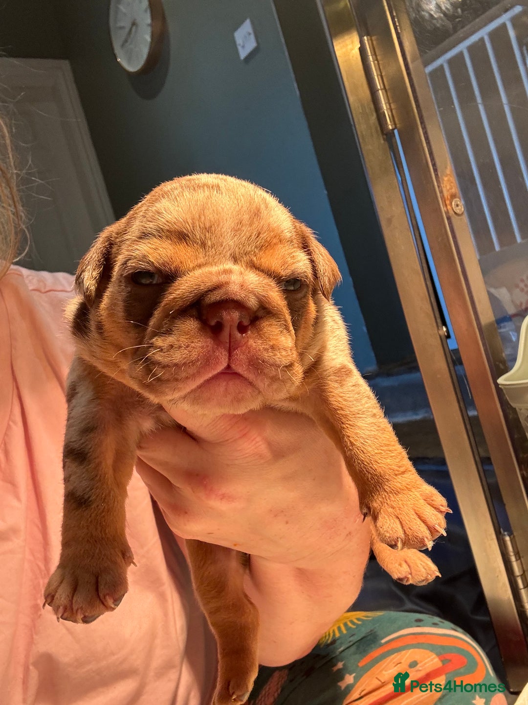 English Bulldog dogs for sale: English bulldog puppies - Image 10