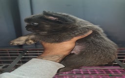 French Bulldog dogs for sale: ✨ Enchanted Frenchie Puppies Ready Now! ✨ - Advert 22