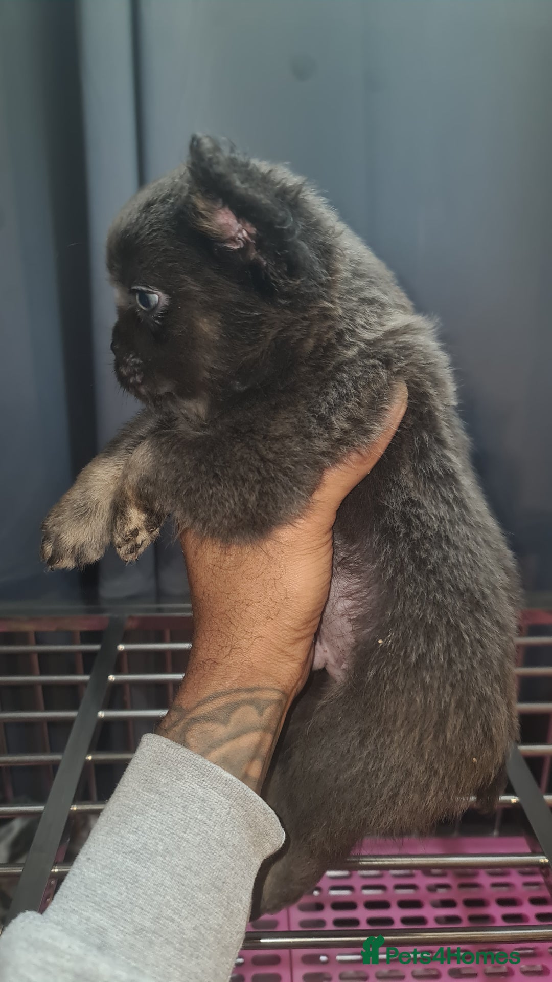 French Bulldog dogs for sale: ✨ Enchanted Frenchie Puppies Ready Now! ✨ - Advert 22