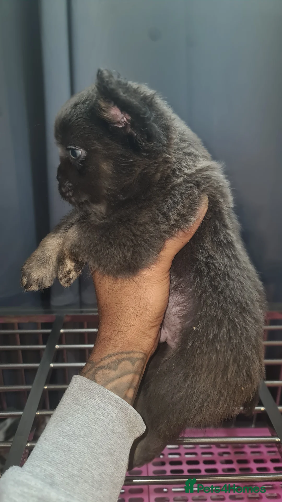 French Bulldog dogs for sale: ✨ Enchanted Frenchie Puppies Ready Now! ✨ - Advert 26