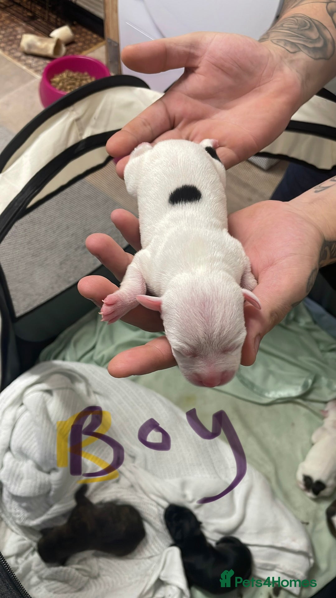 Staffordshire Bull Terrier dogs for sale: Staffy puppies  - Image 5