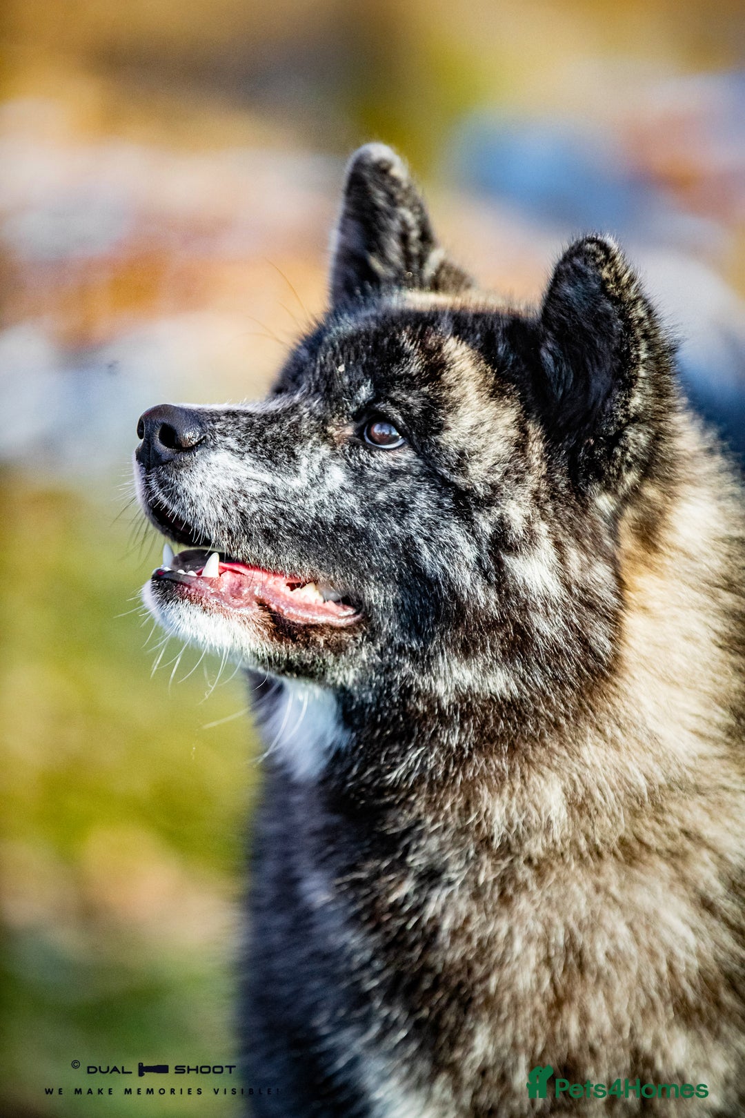 Japanese Akita Inu dogs for sale: Jepanese Akita Inu KC registered - Advert 7