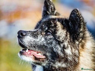 Japanese Akita Inu dogs Pure Breed Jepanese akita INU - Advert 3