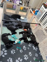 German Shepherd dogs Pure black german shepherd puppies ready to go now - Advert 1