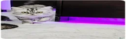 Scottish Fold cats for sale: Beautiful Scottish Fold,British & Munchkin Kittens - Advert 12