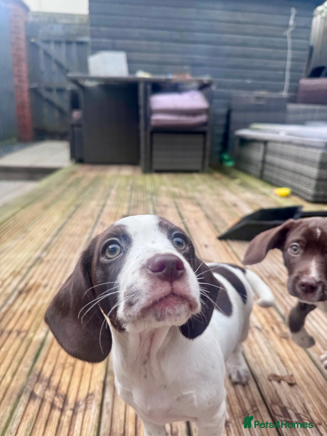 Mixed Breed dogs for sale: Chi sprocker  - Advert 31