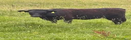 Cows & Bulls livestock for sale: Dexter x Galloway Cows and Dexter Bull for sale  - Advert 3