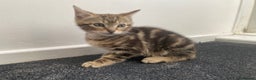 Mixed Breed cats for sale: Cute fluffy kitten ready for new home - Advert 5