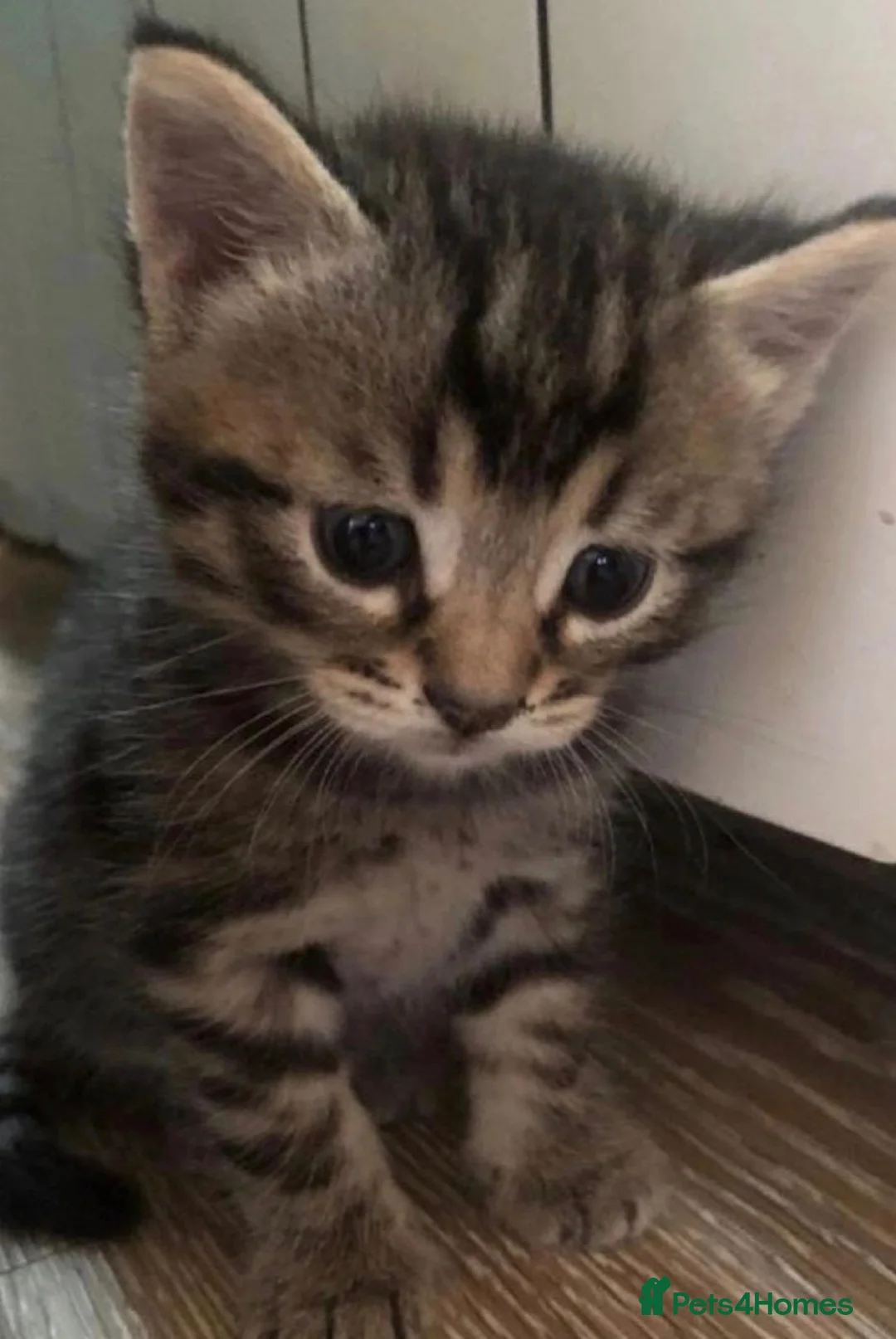 Mixed Breed cats for sale: Kittens ready now   (8 weeks old) - Advert 2