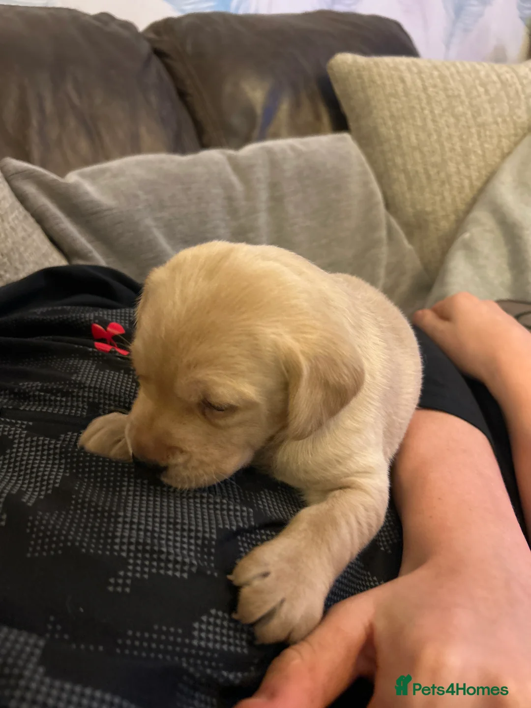 Labrador Retriever dogs for sale: KC registered Labrador Retriever puppies  - Advert 13