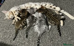 Bengal cats for sale: Mr White — The Last Bengal Standing! - Image 7