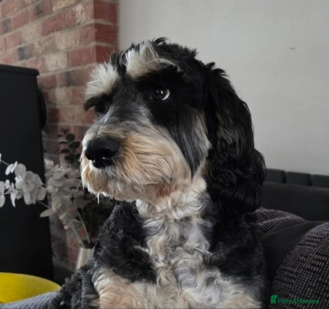 Cockapoo dogs for sale: Precious Cockapoo Puppies - Advert 2