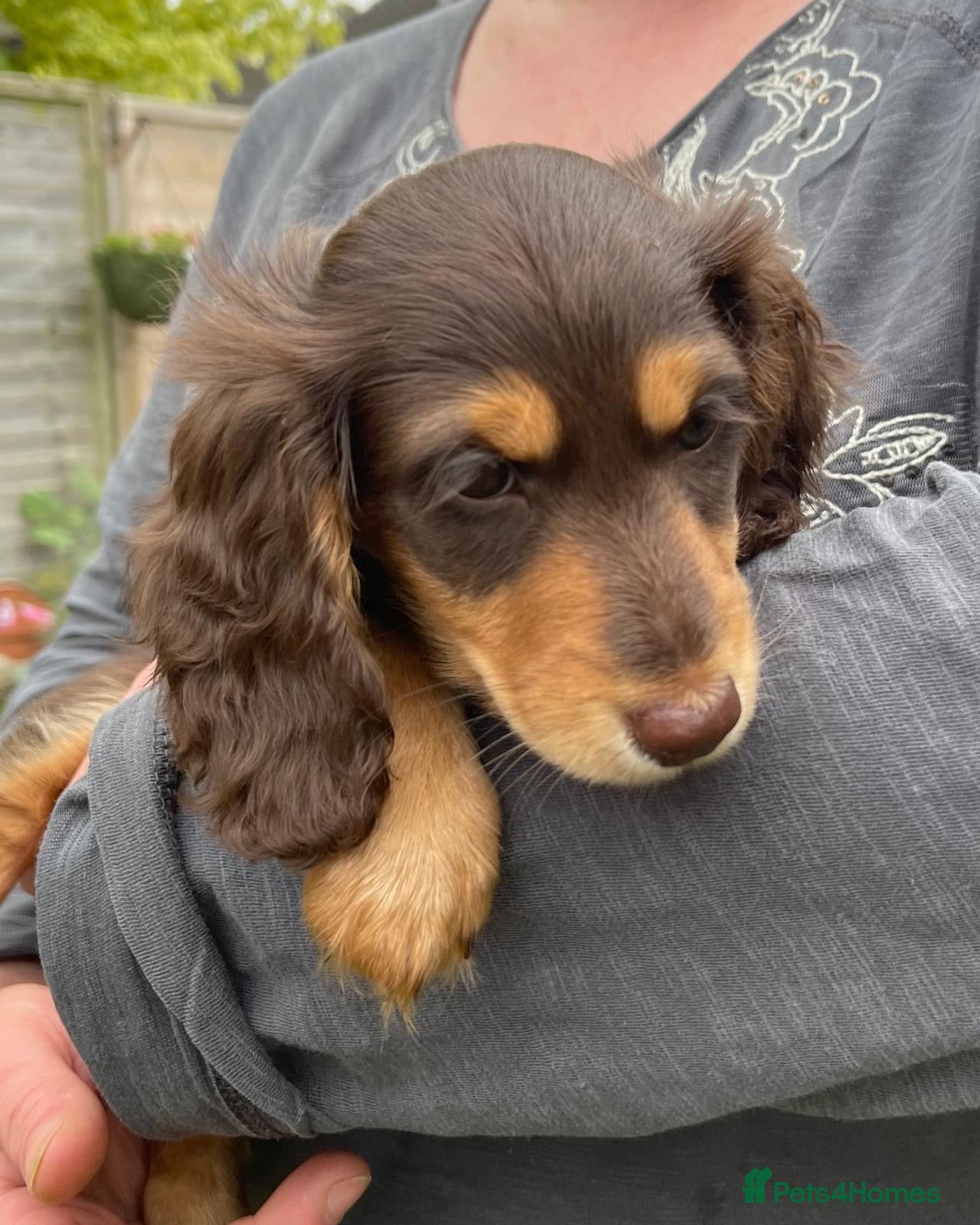 Dachshund dogs for sale: Last 2 Miniature longhaired dachshund Puppies - Advert 24