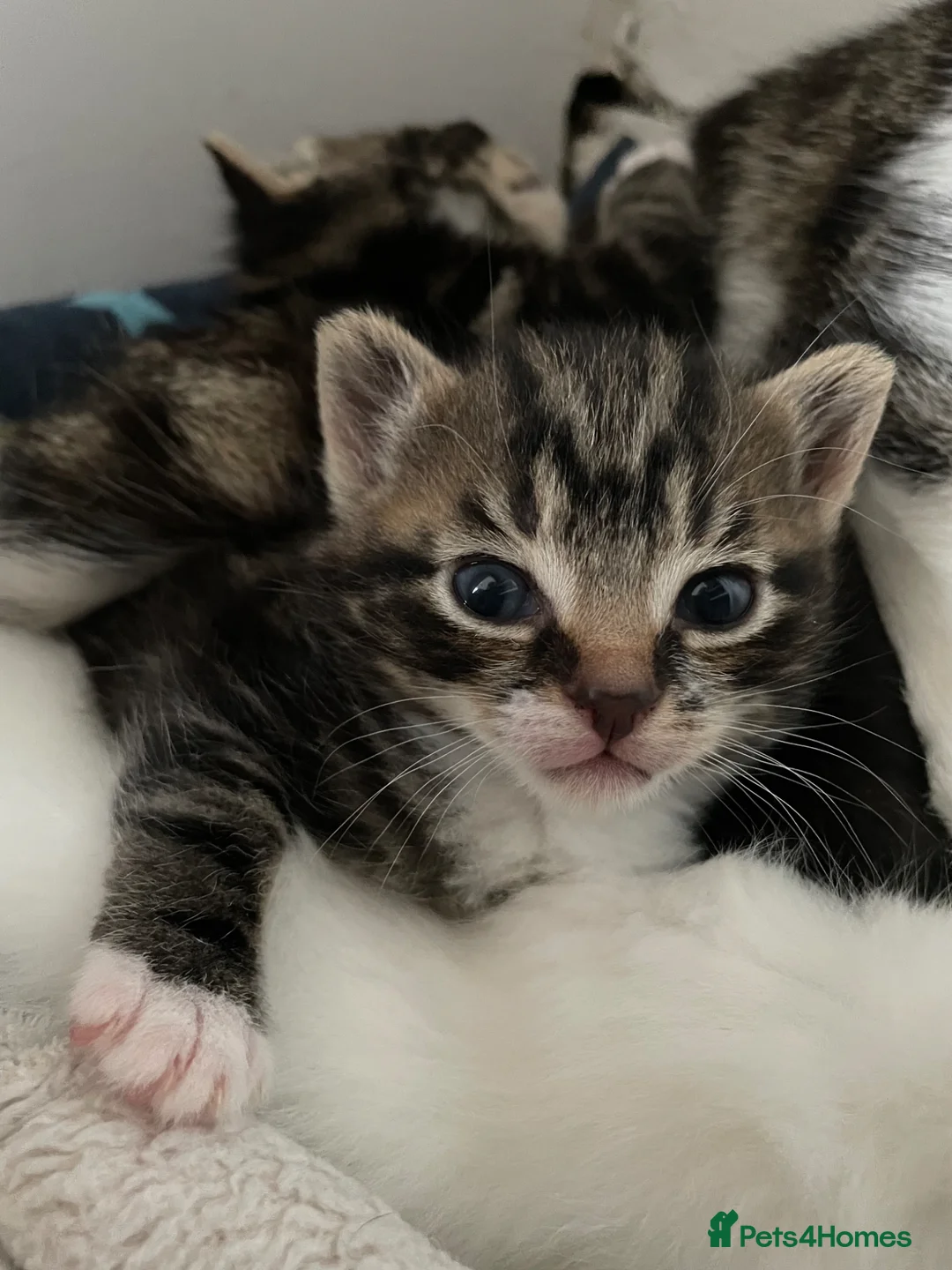 Mixed Breed cats for sale: Loving kittens for sale  in Wigan - Advert 5
