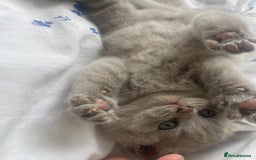 British Shorthair cats for sale: British short hair  - Image 4