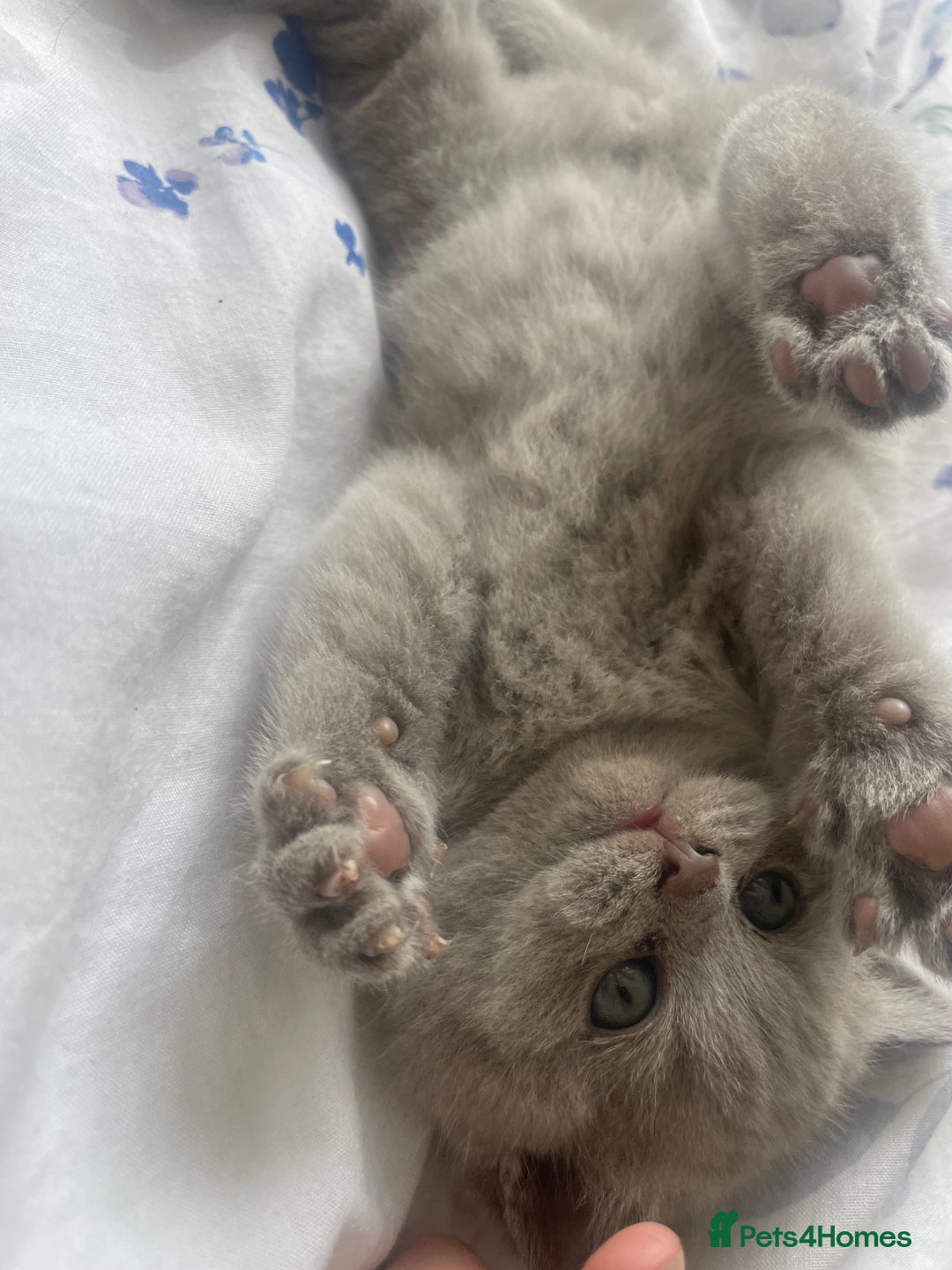 British Shorthair cats for sale: British short hair  - Image 4