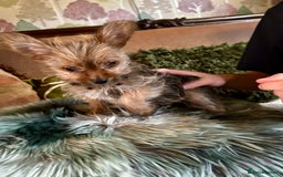 Mixed Breed dogs for sale: Healthy happy puppies Pomeranian Yorkshire Terrier - Image 6