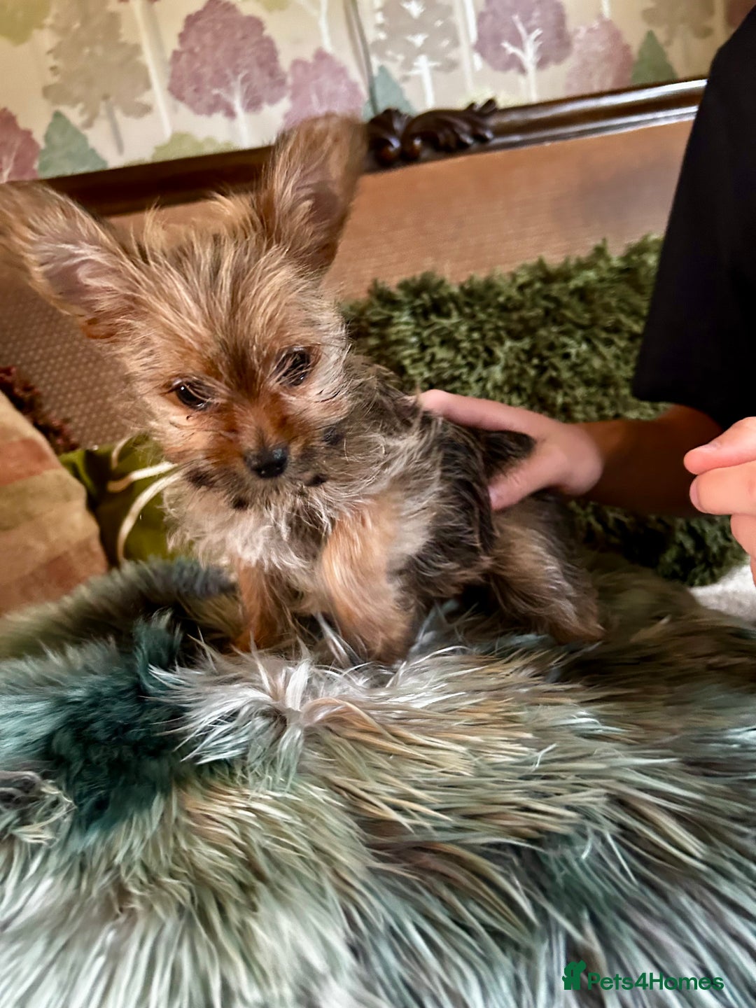 Mixed Breed dogs for sale: Healthy happy puppies Pomeranian Yorkshire Terrier - Image 6