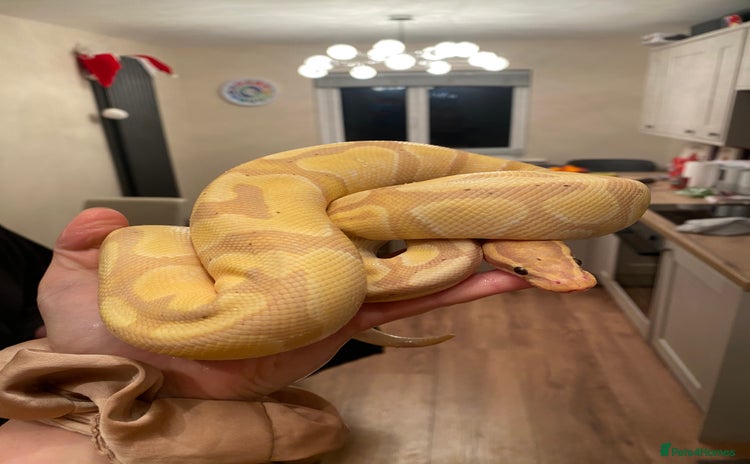 Boa Snake reptiles - Advert 10