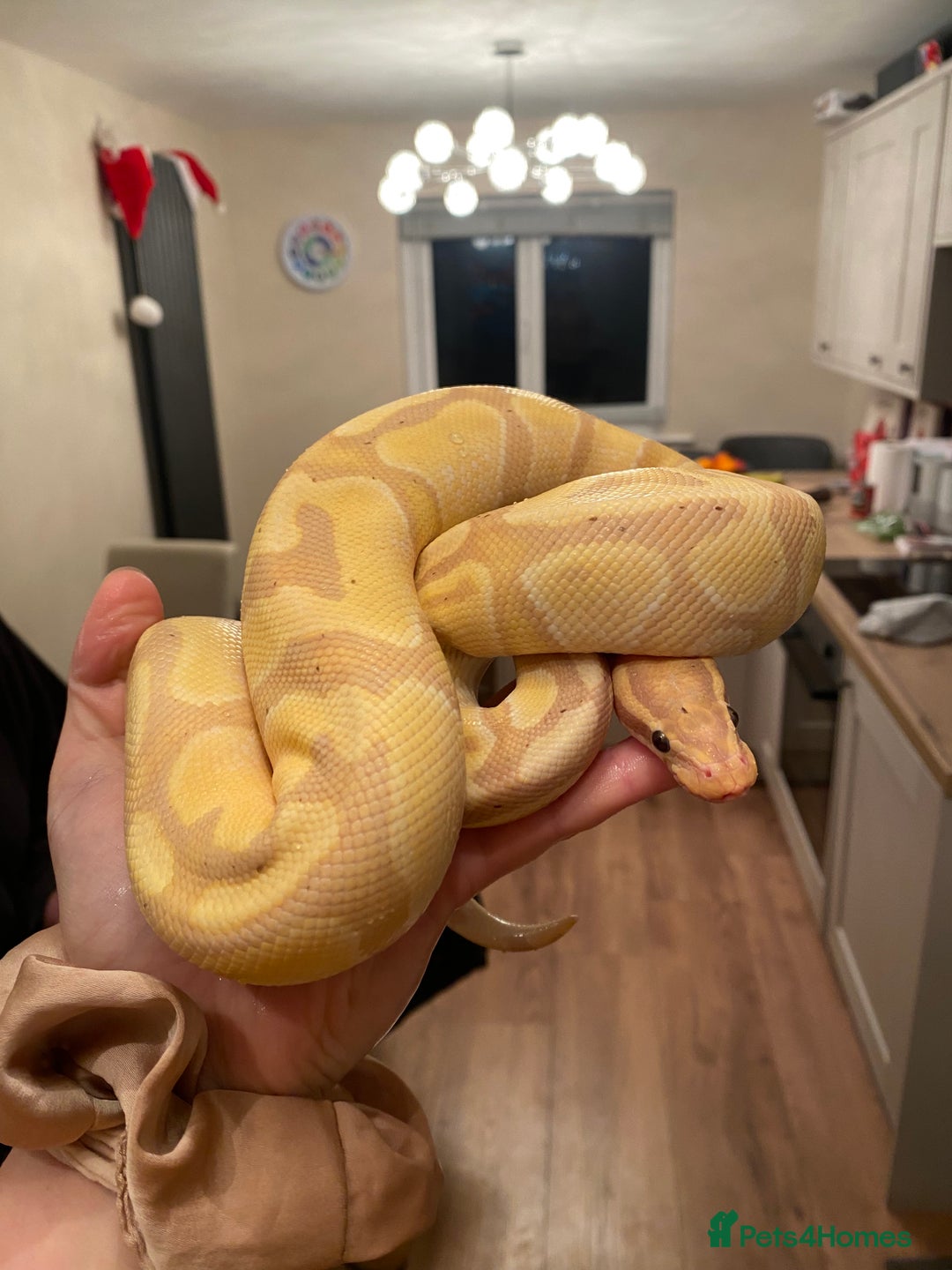 Boa Snake reptiles for sale: Boa, royal and a California king snake for sale  - Image 1