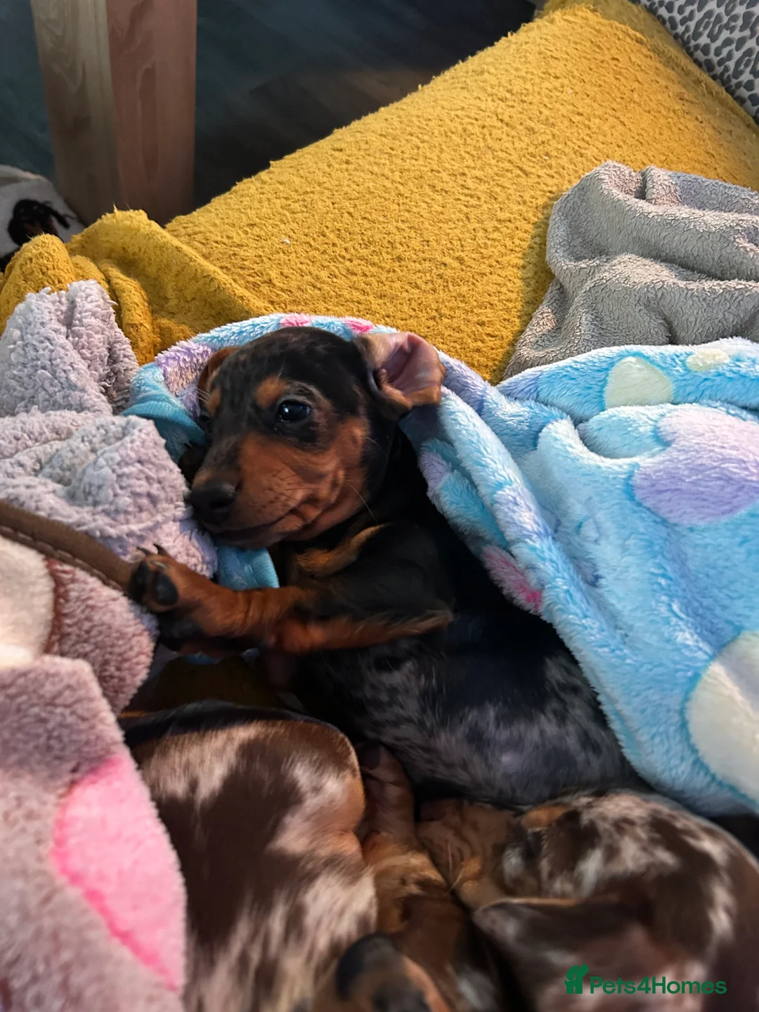Miniature Dachshund dogs for sale: 2 stunning miniature dachshunds 🔆 - Advert 15