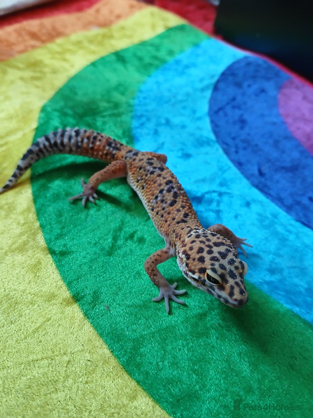 Leopard Gecko reptiles for sale: Baby's leopard geckos  in Rochester - Image 8