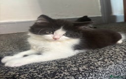 British Longhair cats for sale: 2 kittens for sale - Image 4